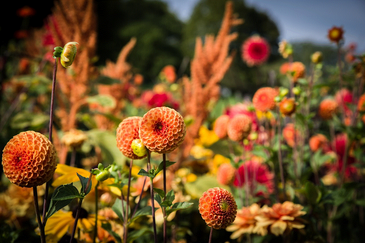 Dahlias Flower Background