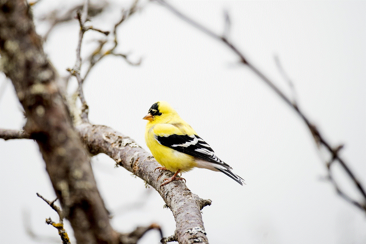 Goldfinch Bird