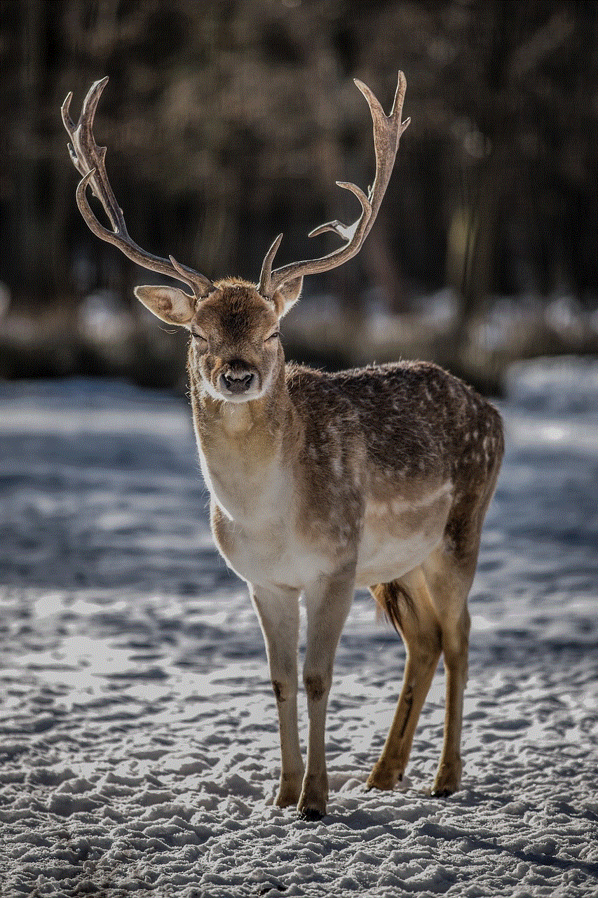 Deer Wild Animal