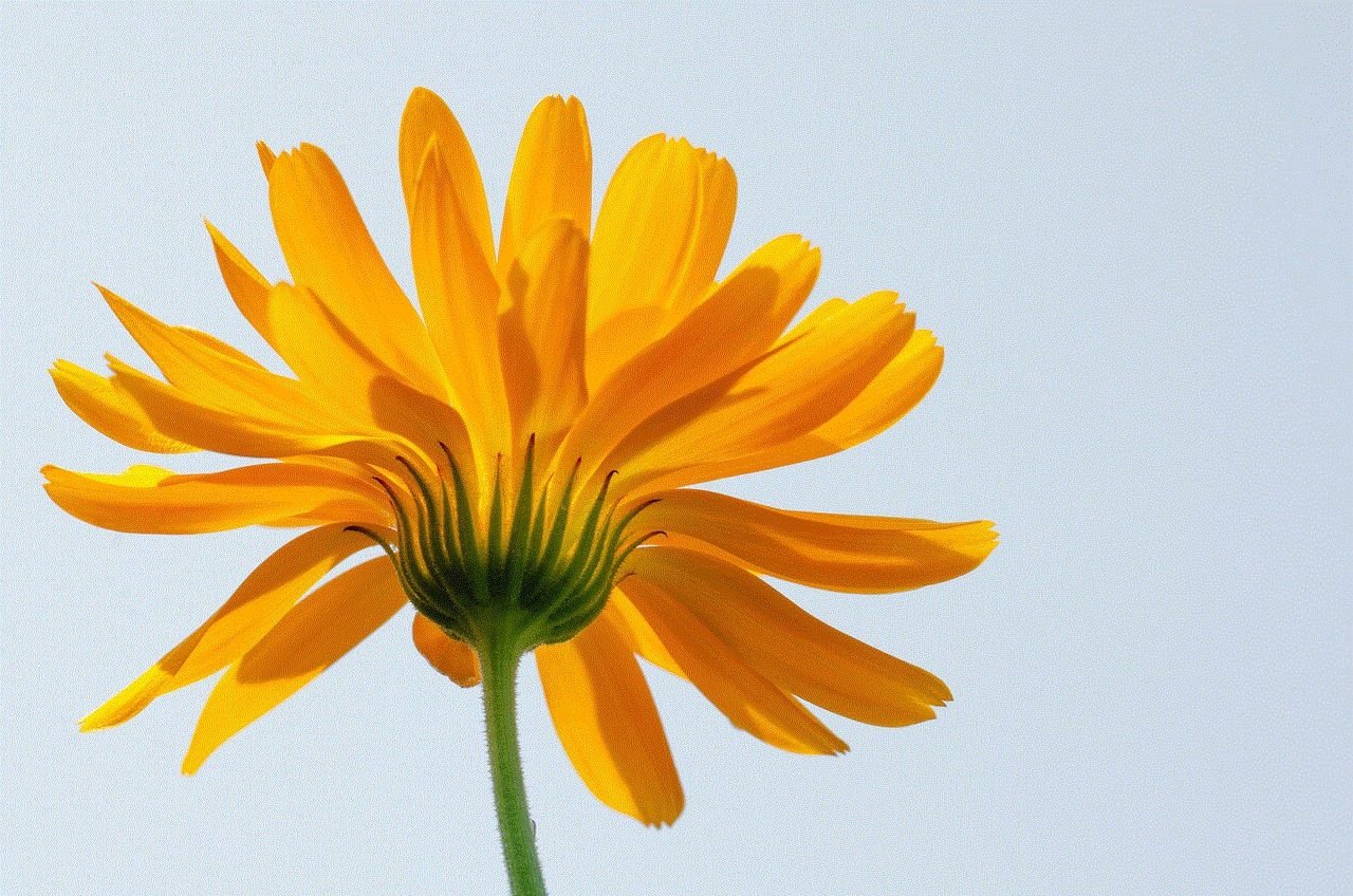 Marigold Blossom