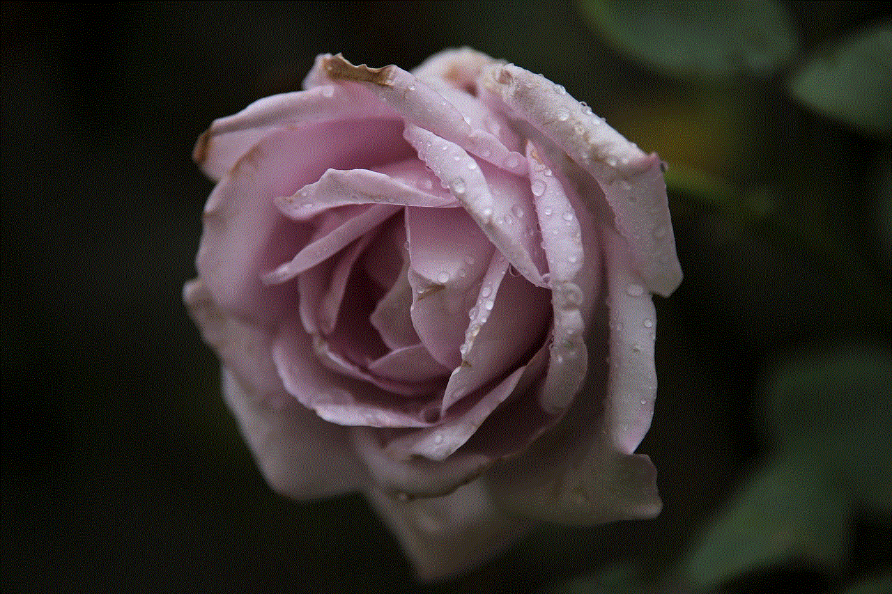Blue Moon Rose Rose