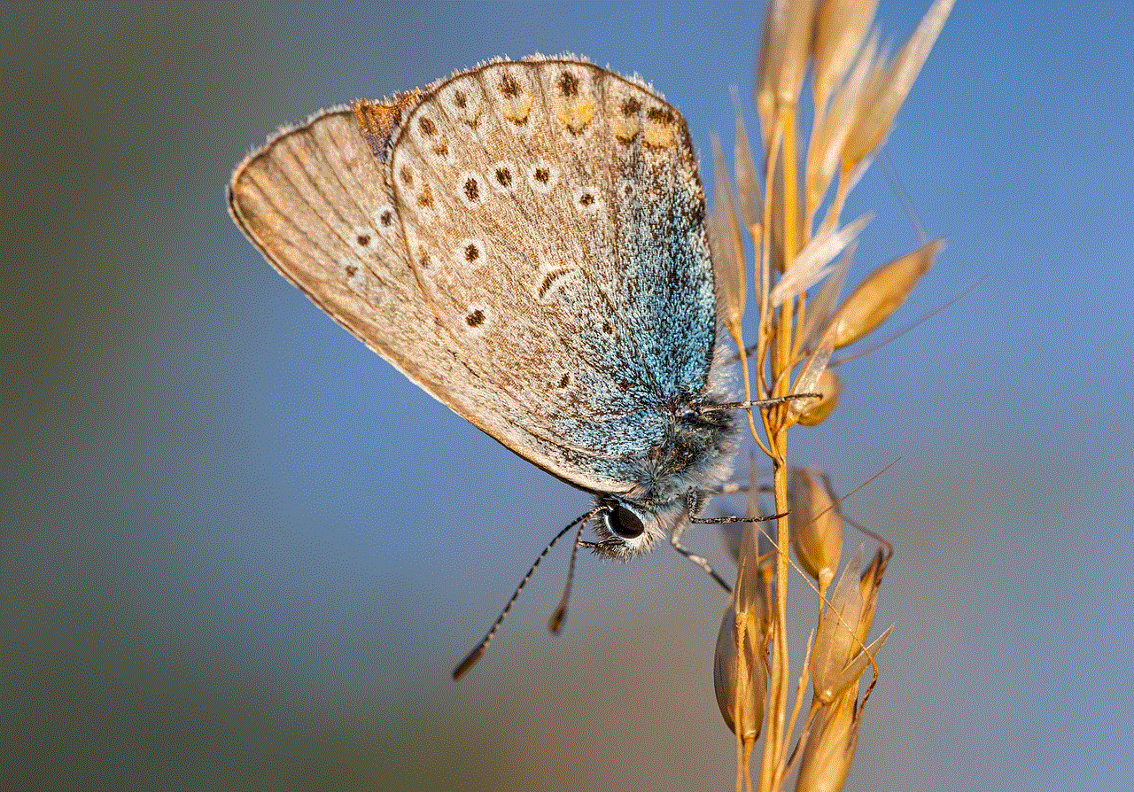 Common Blue Polyommatus Icarus