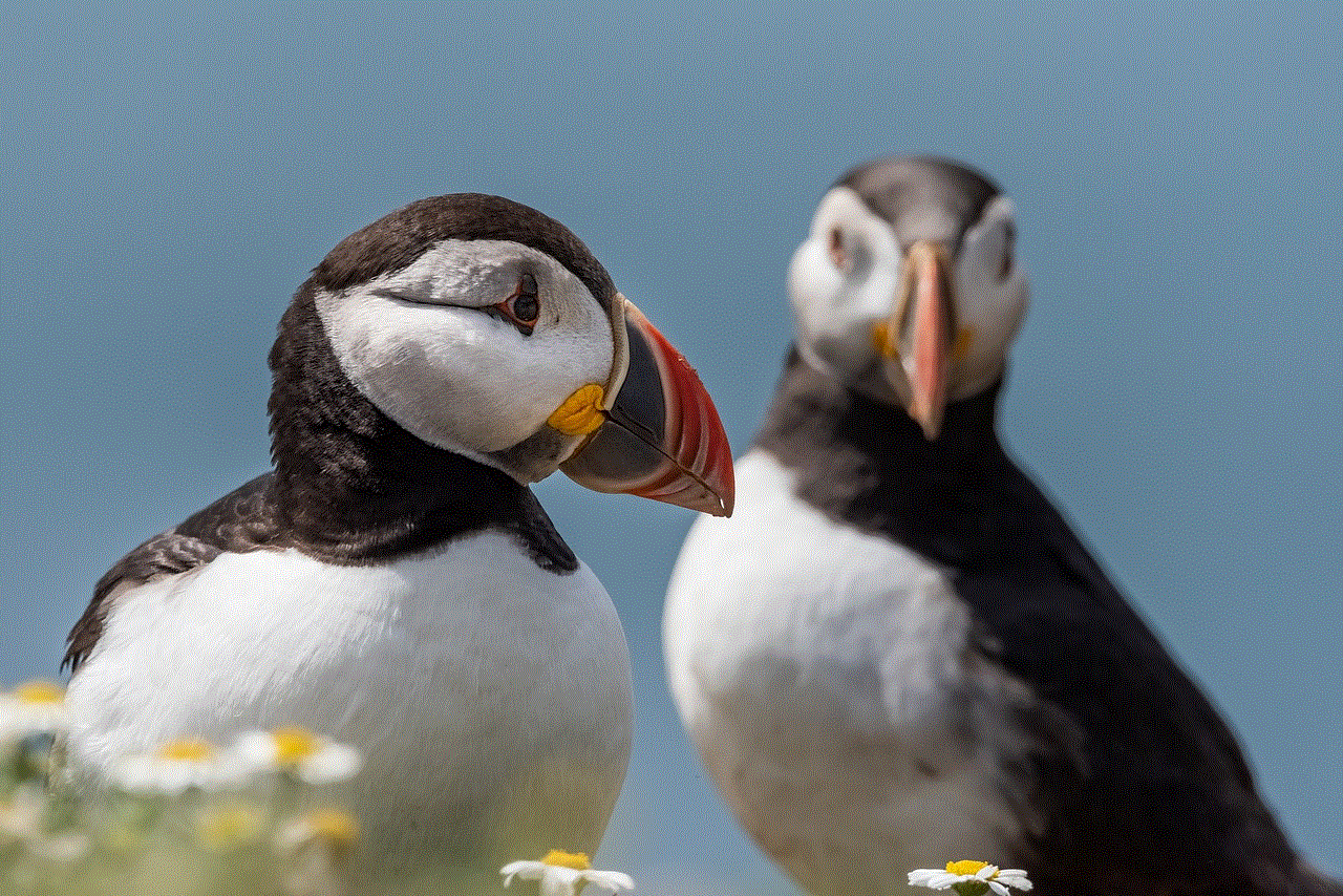 Puffins Bird