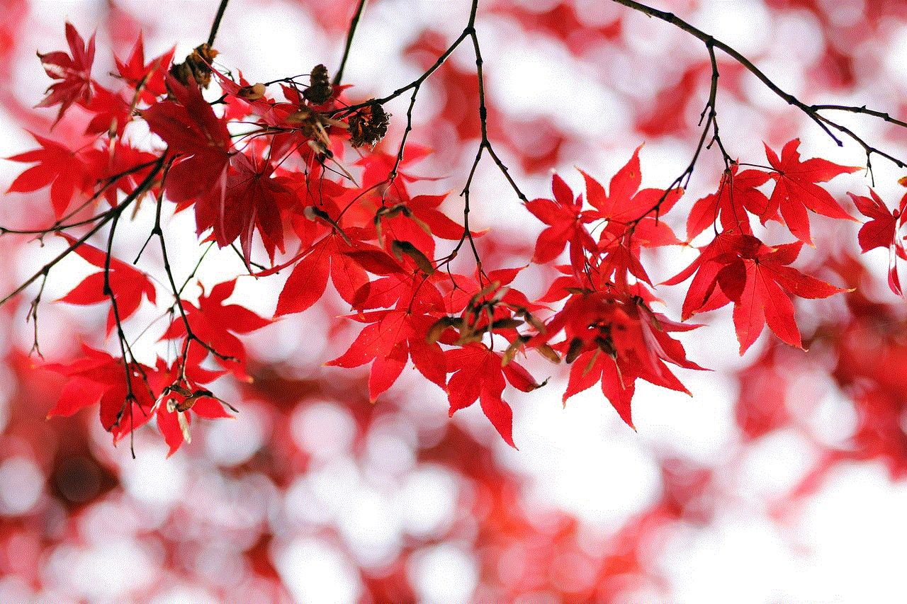 Maple Leaves