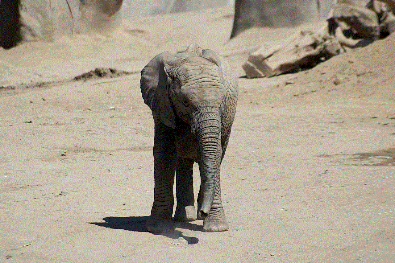 Elephant Mammal