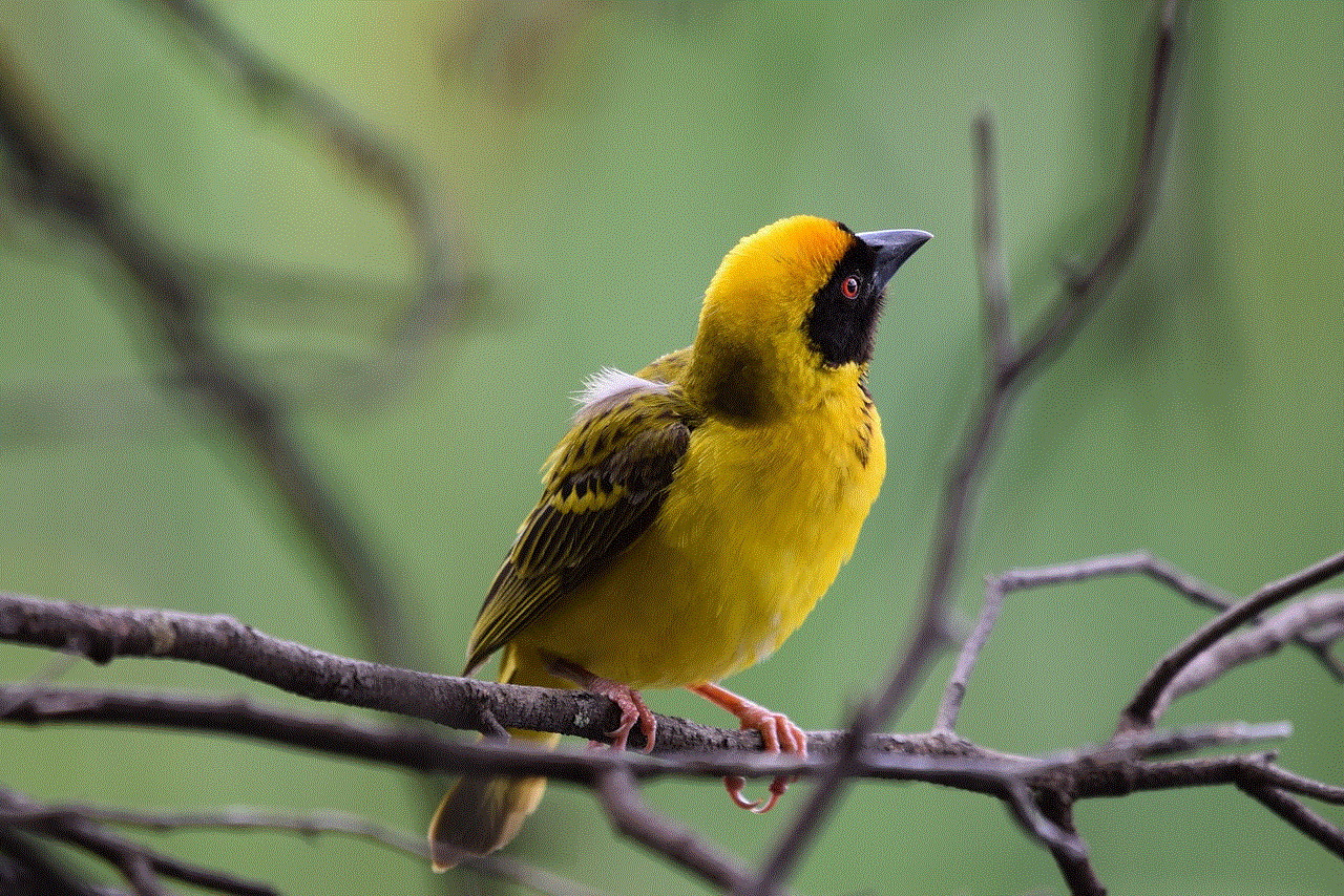 Weaver Bird