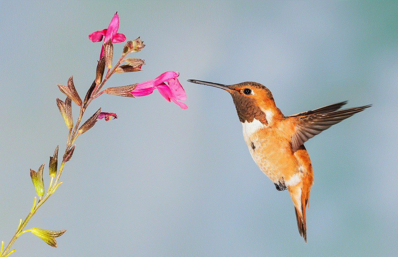 Hummingbird Bird