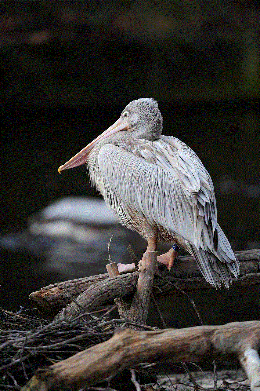 Water Pelican