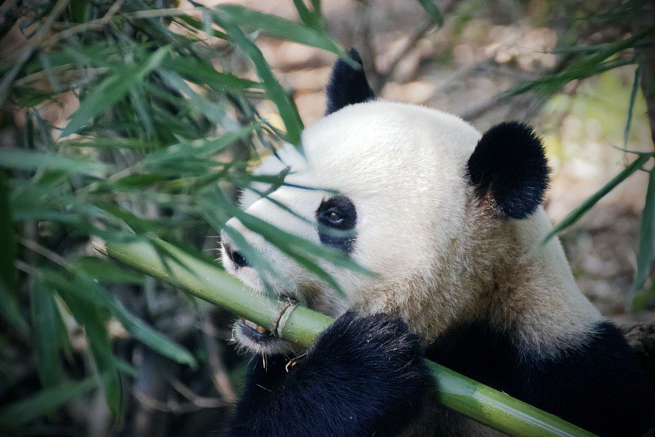 Panda Pandabear