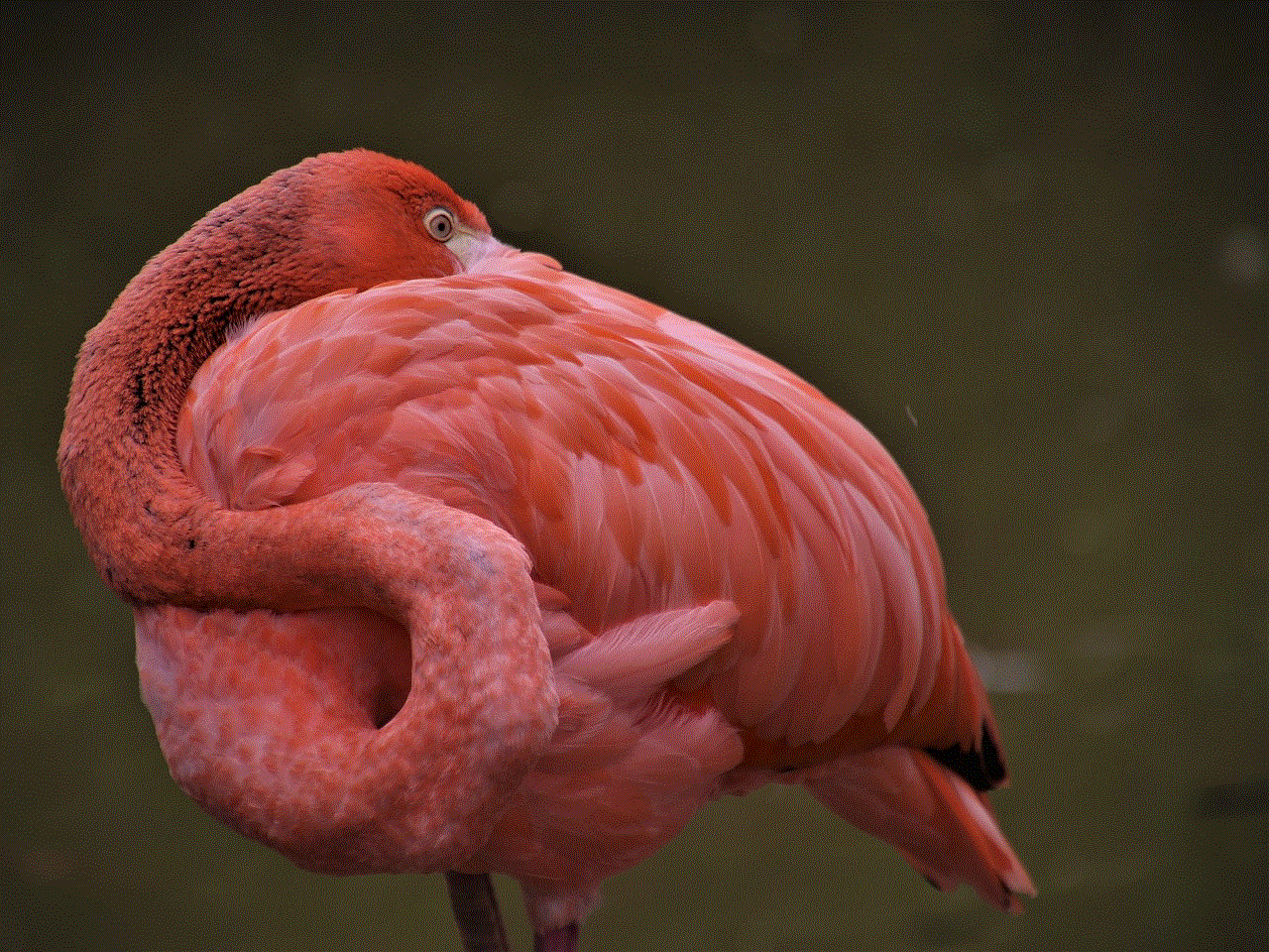 Flamingo Bird