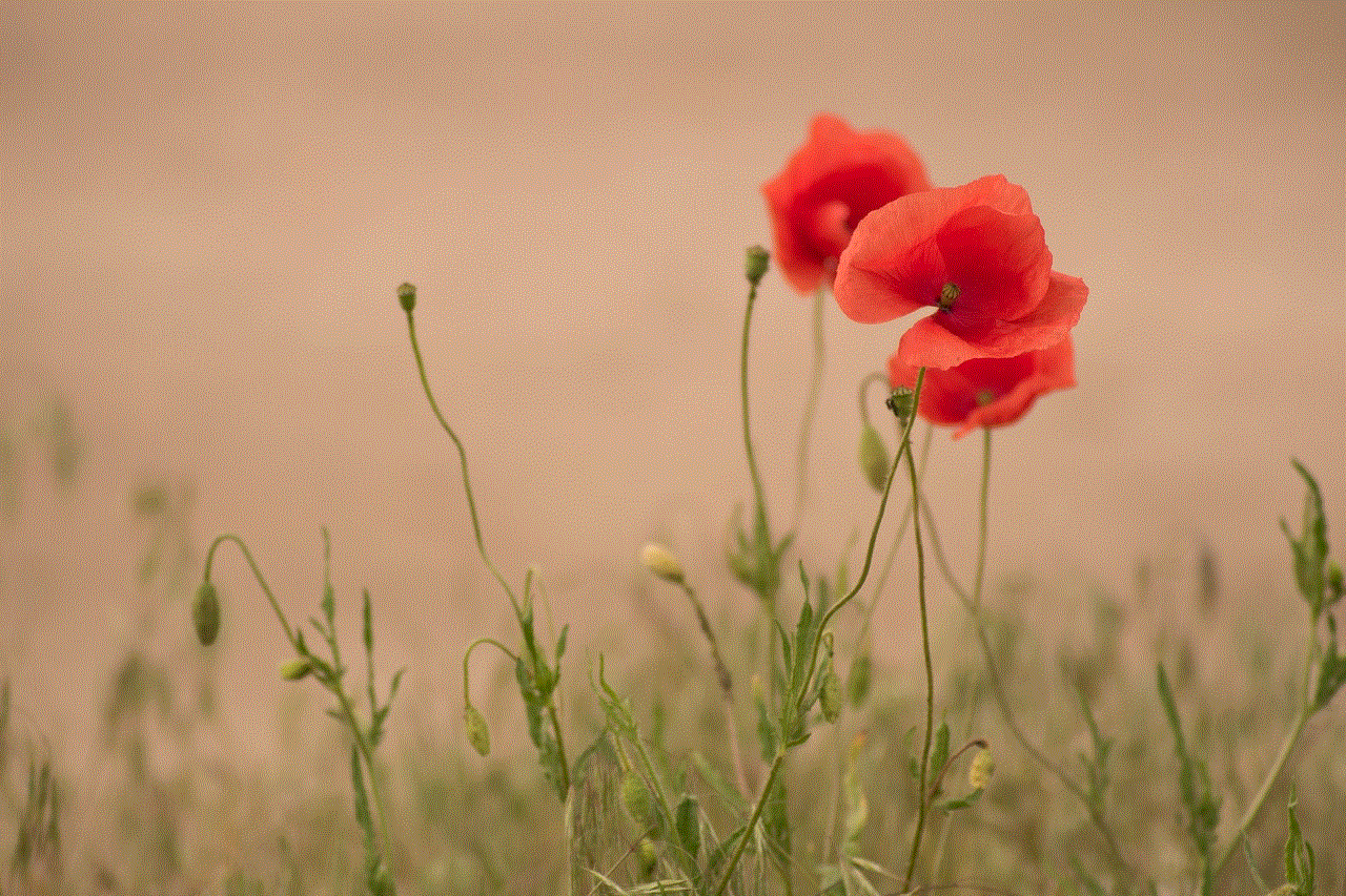 Poppy Flower Background