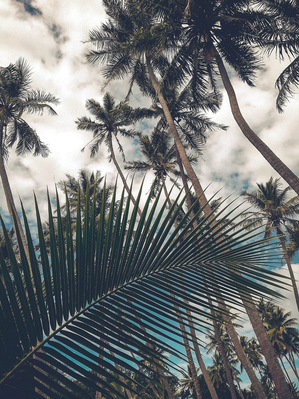 Coconut Trees Fins