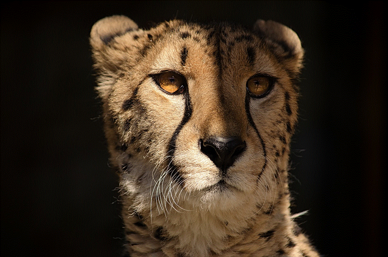 Cheetah Animal