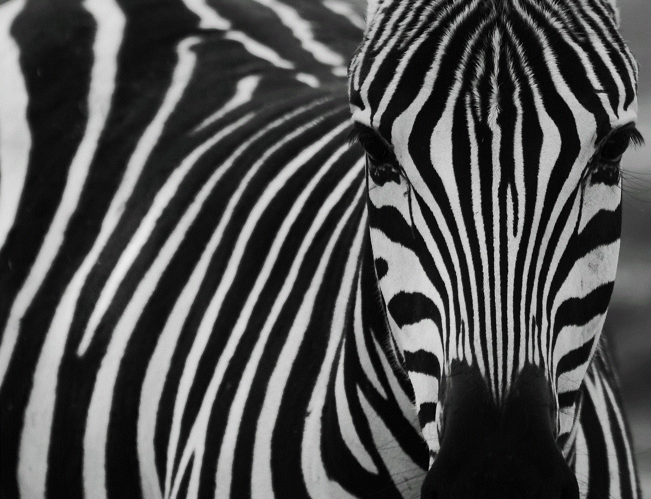 Zebra Black