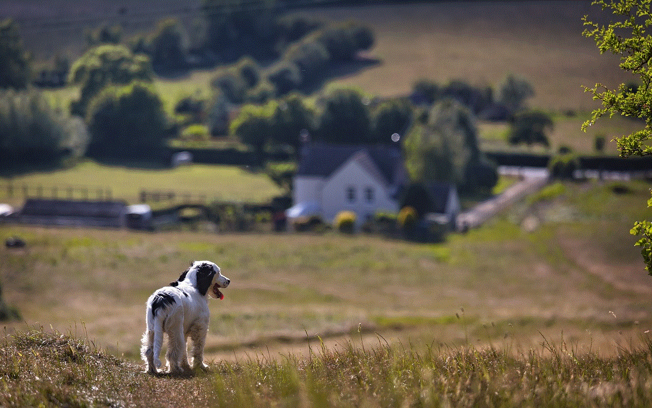 Puppy Countryside