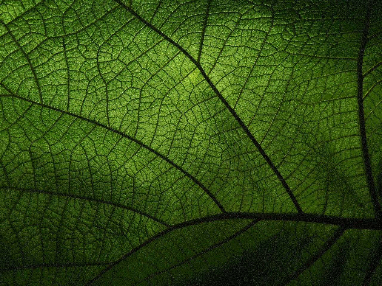 Leaf Veins