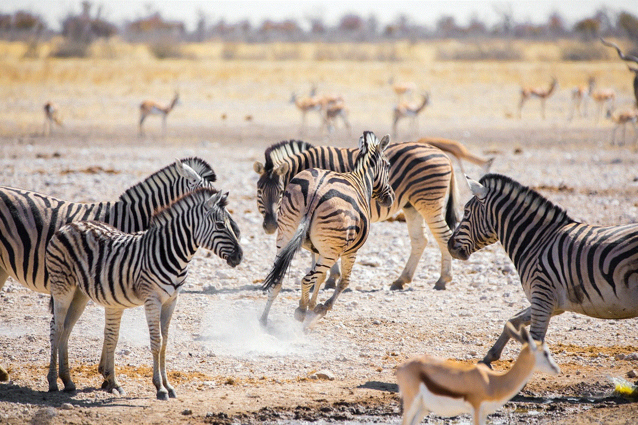 Zebras Namibia