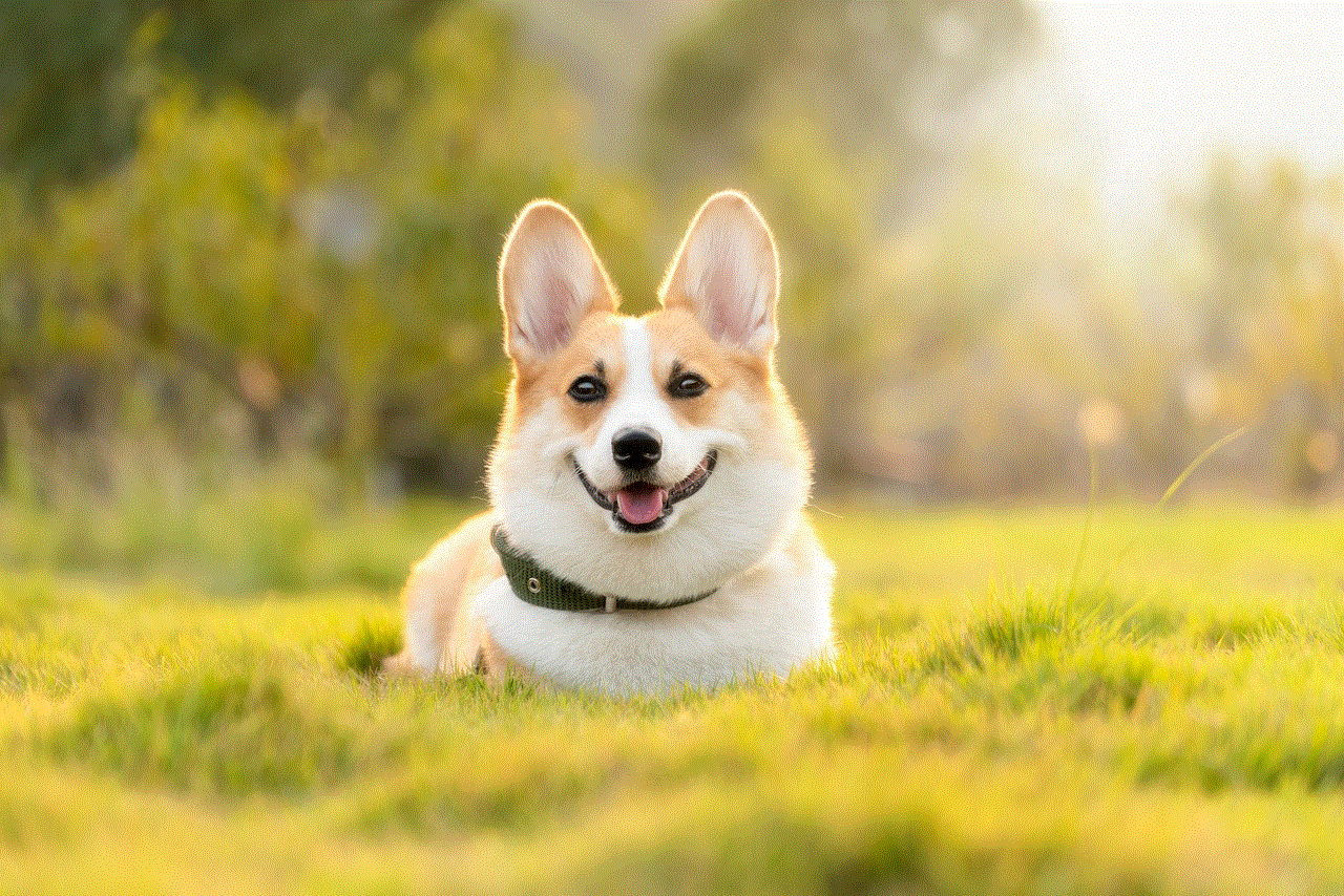 Dog Corgi