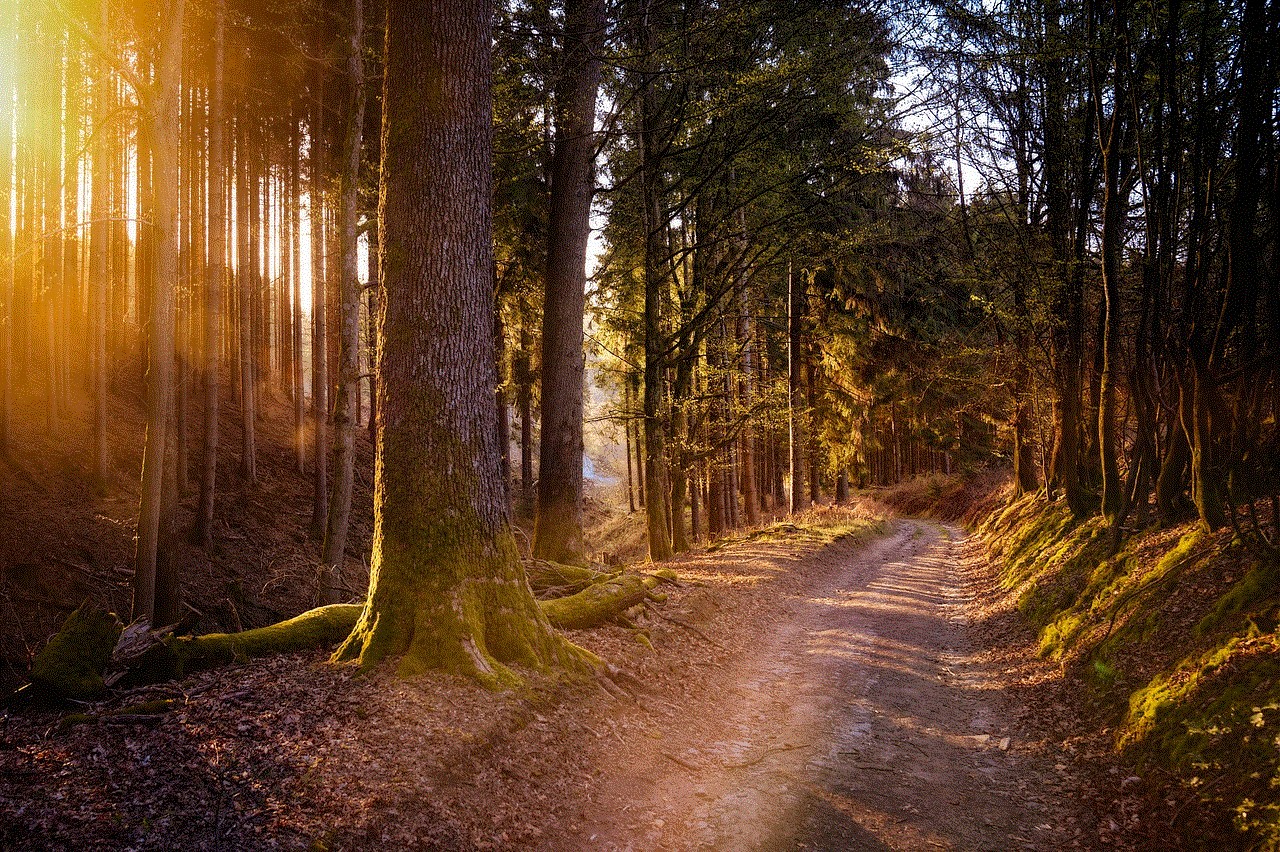 Forest Sun