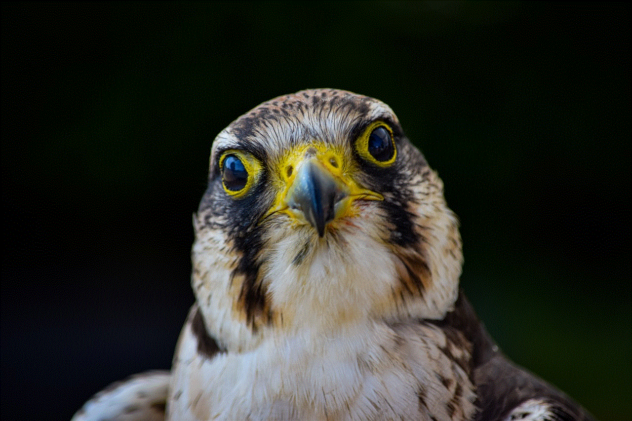 Bird Kestrel