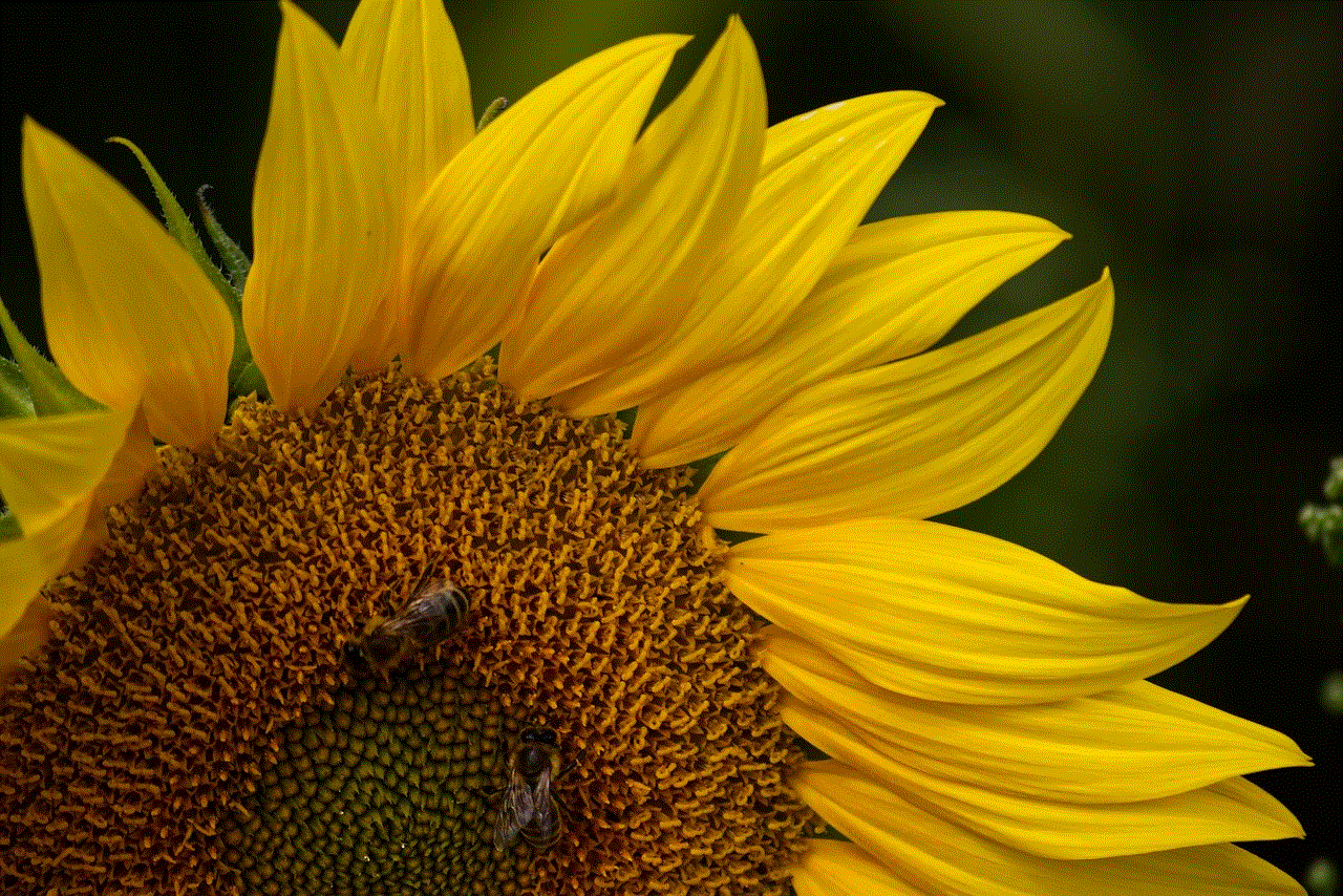 Sunflower Macro