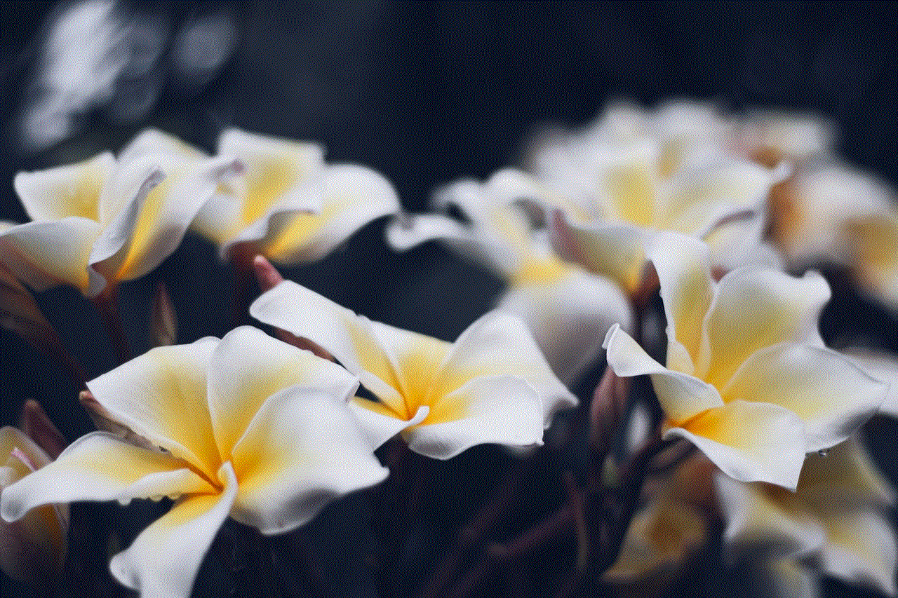 Plumeria Flowers