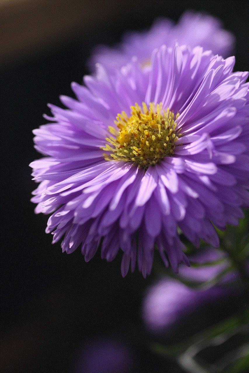 Aster Flower