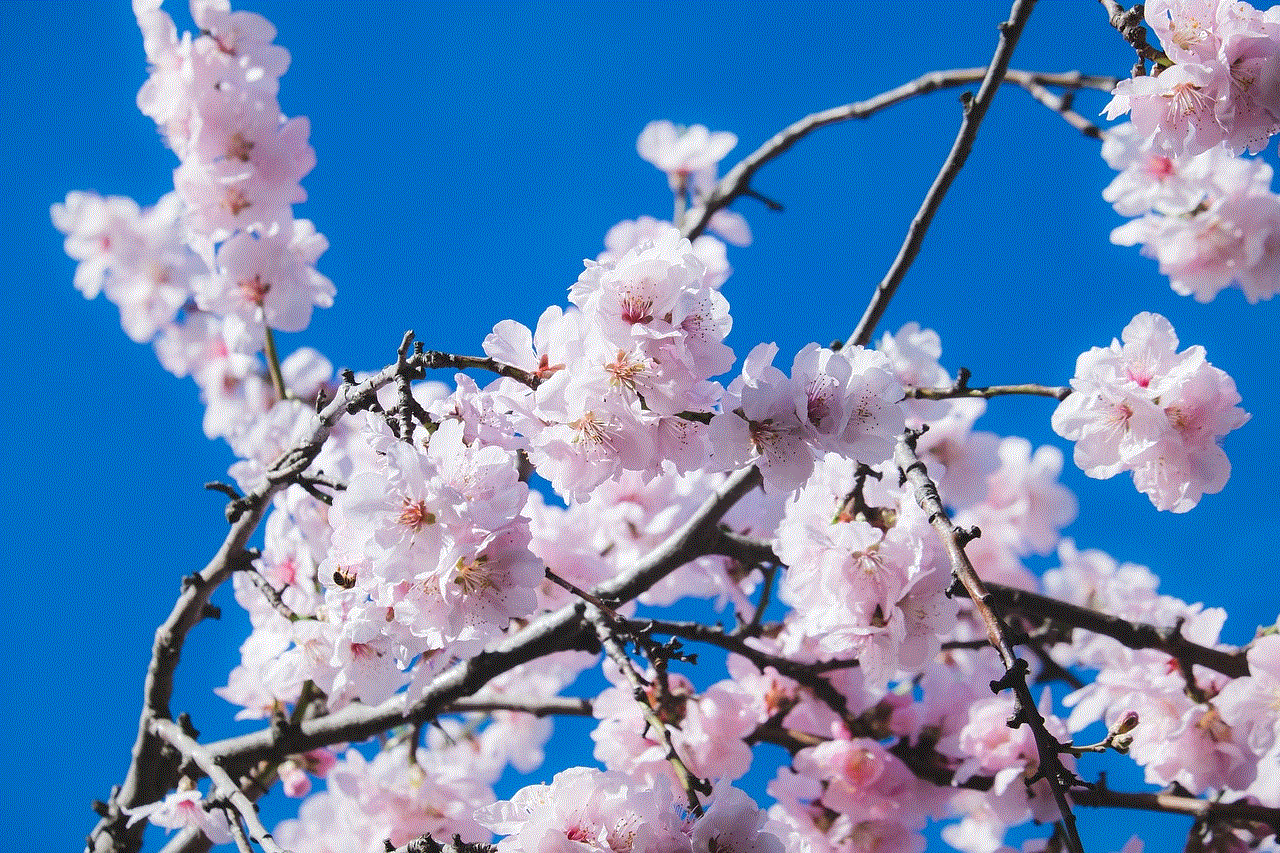 Cherry Blossoms Flowers