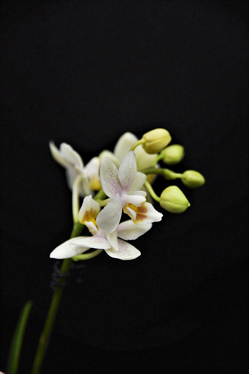 Orchid Flower