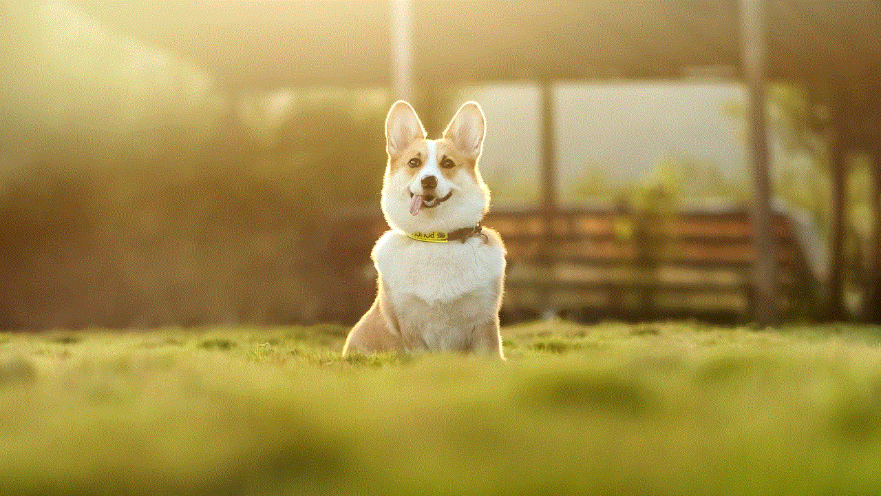 Dog Corgi