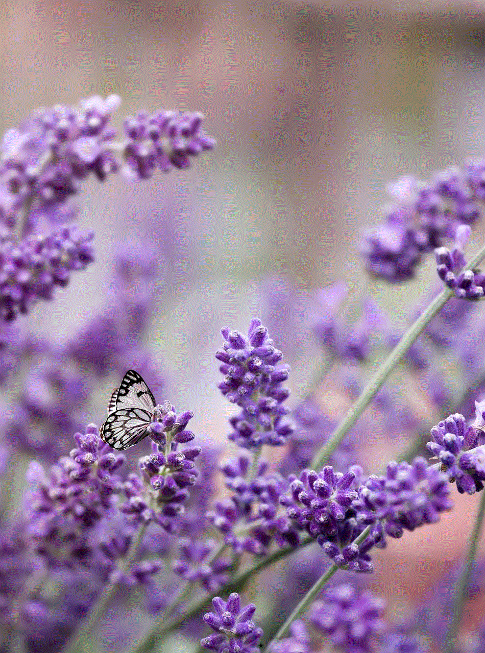 Butterfly Lavender