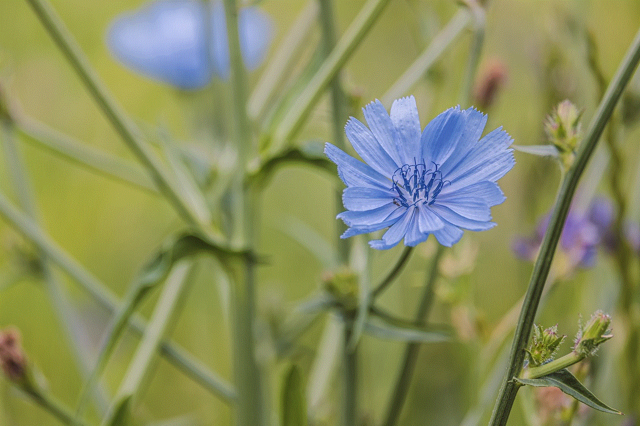 Wait Away Chicory