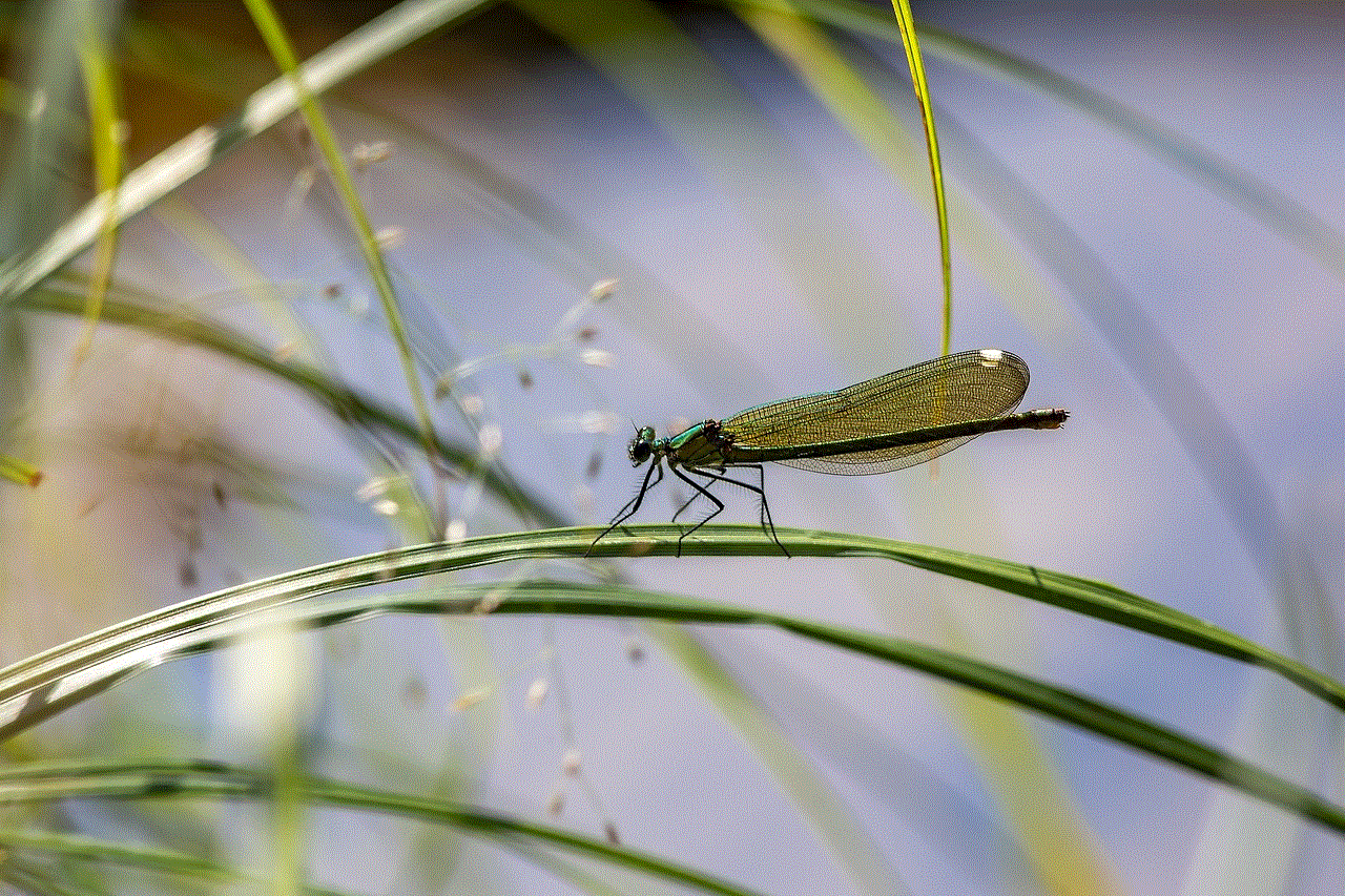 Dragonfly Insect