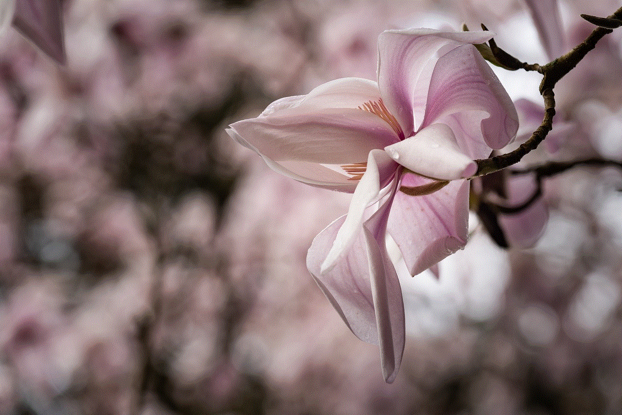 Magnolia Bloom