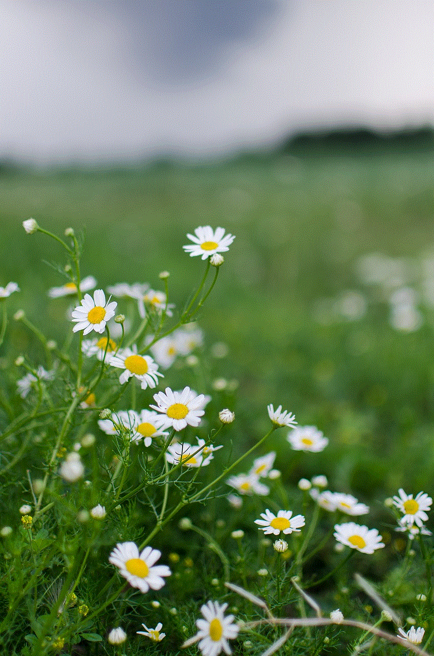 Chamomile Flowers