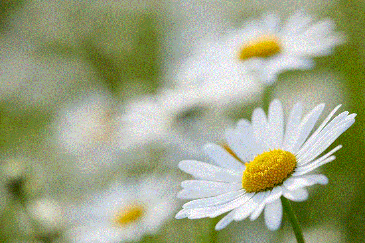 Flower Daisies