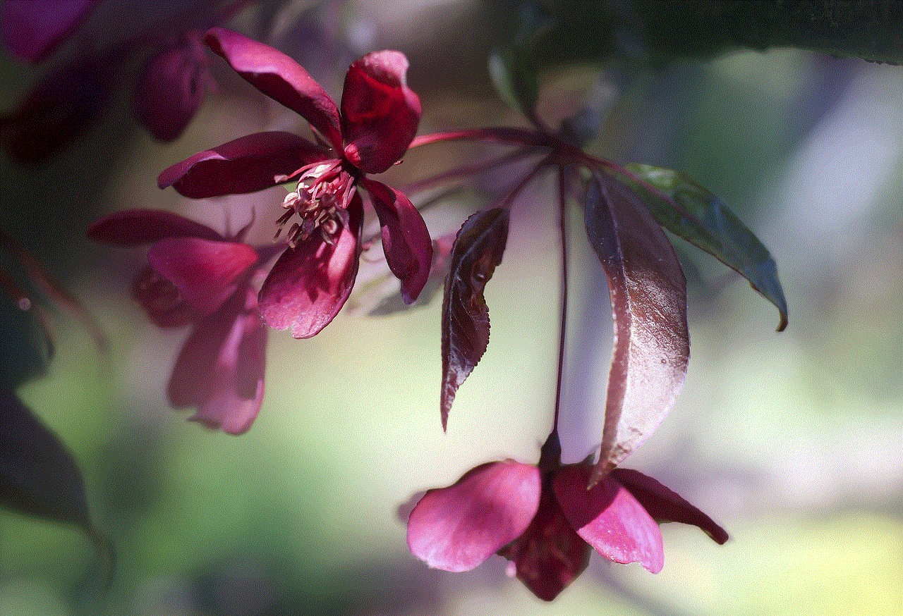 Flower Flowers Flower Flowers