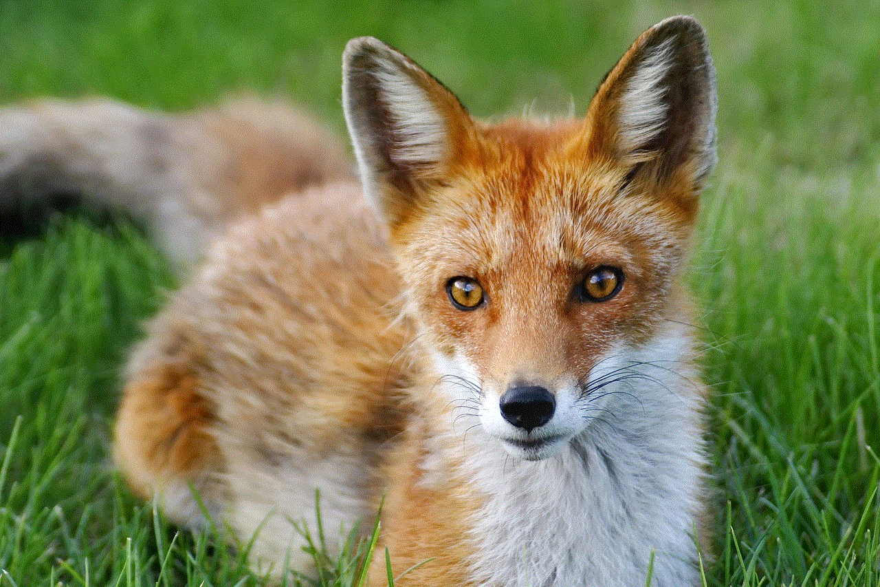 Fox Nature