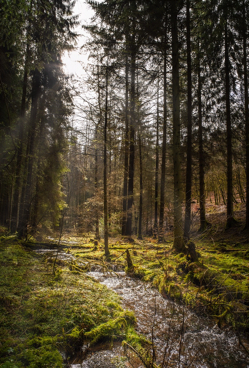 Forest Landscape