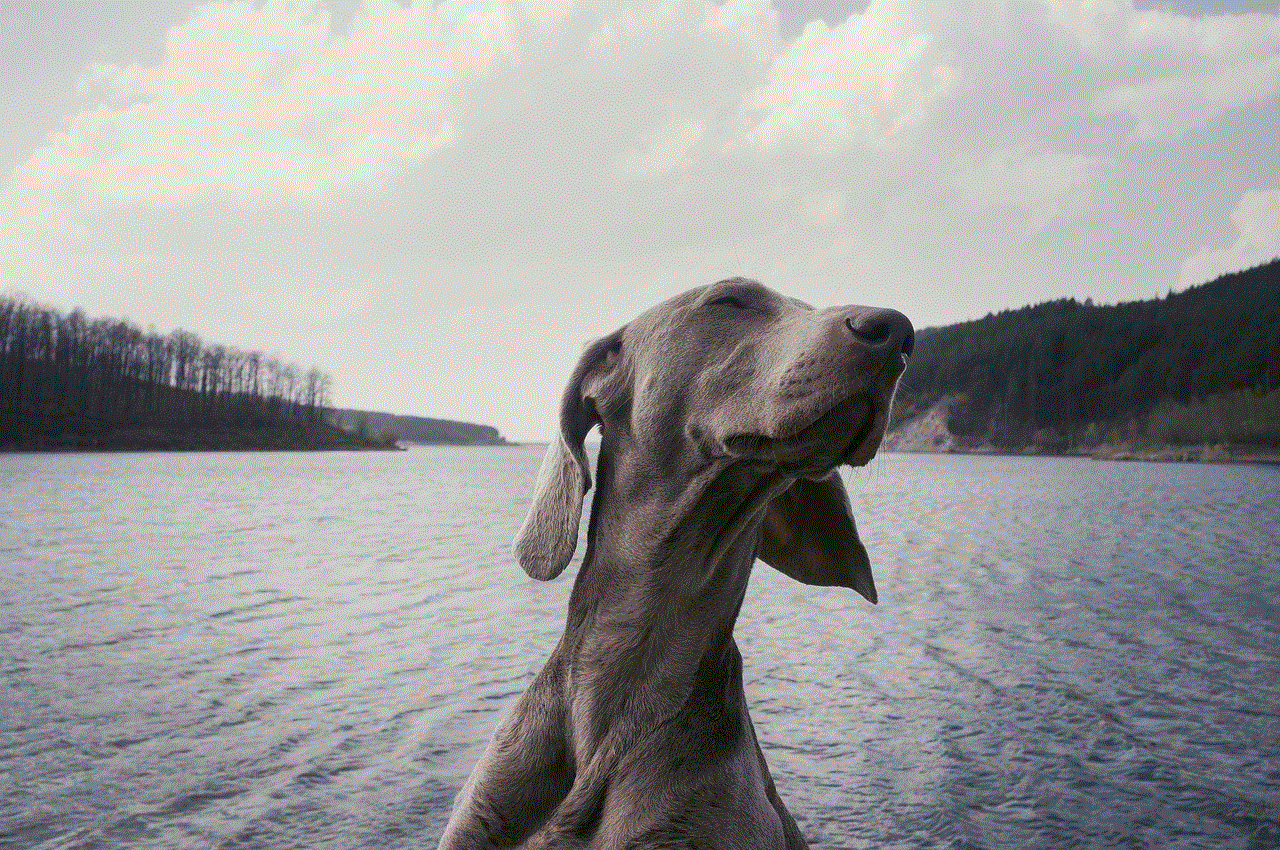 Weimaraner Breed