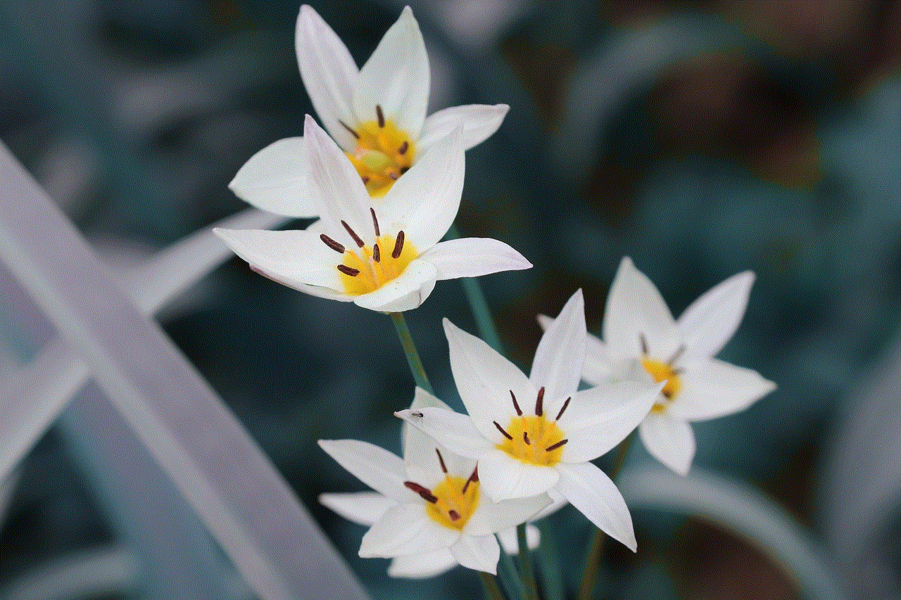 Wild Tulip Tulipa Sylvestris