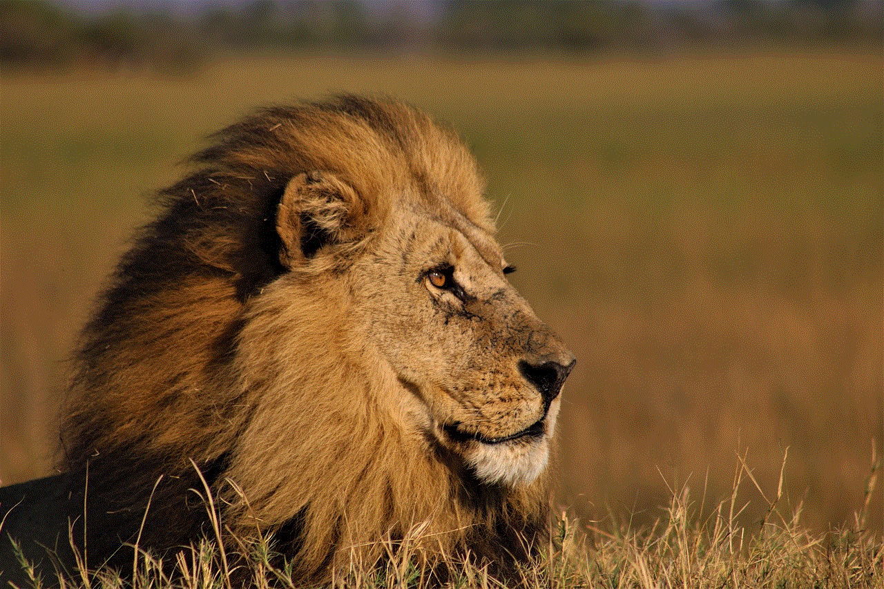 Lion Male Lion