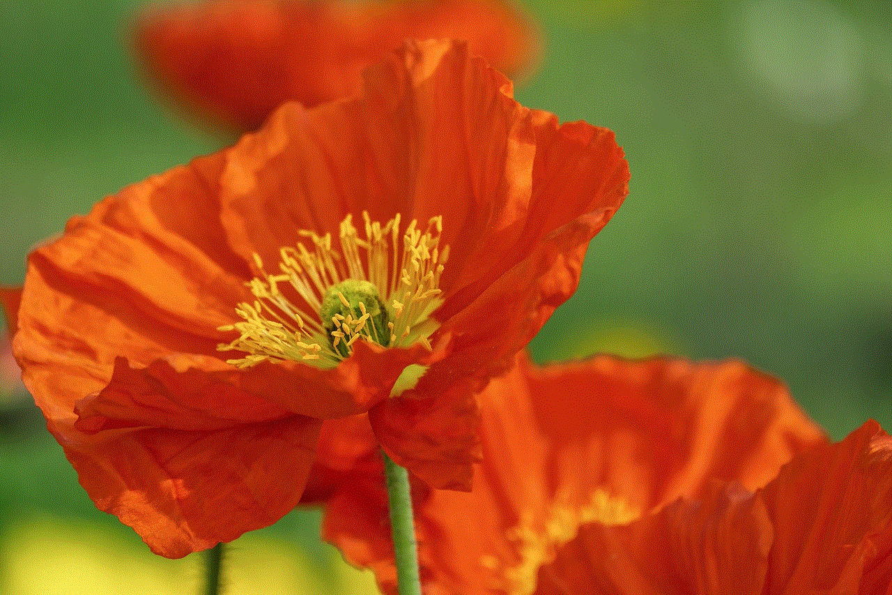 Poppy Flower