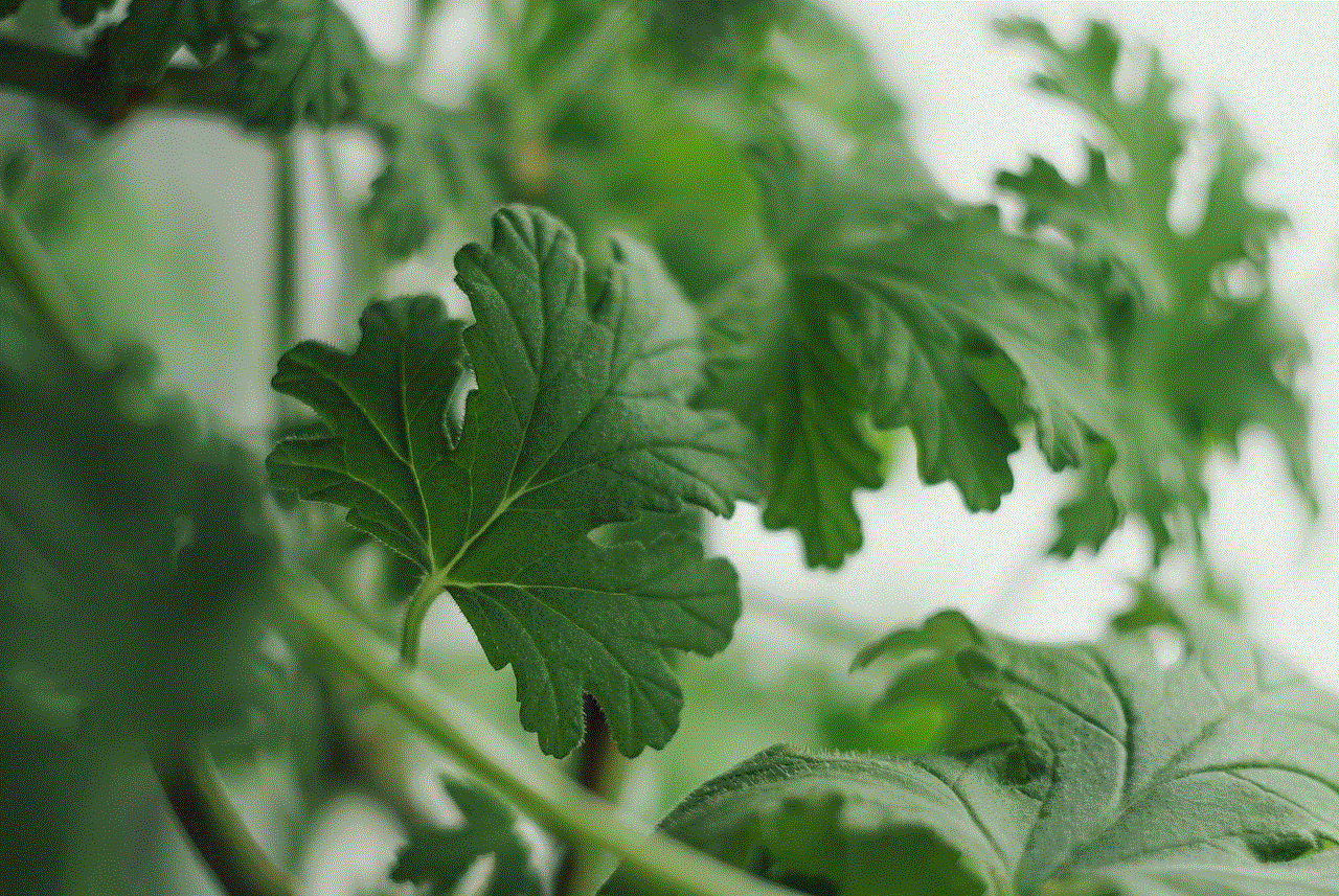 Geranium Plant