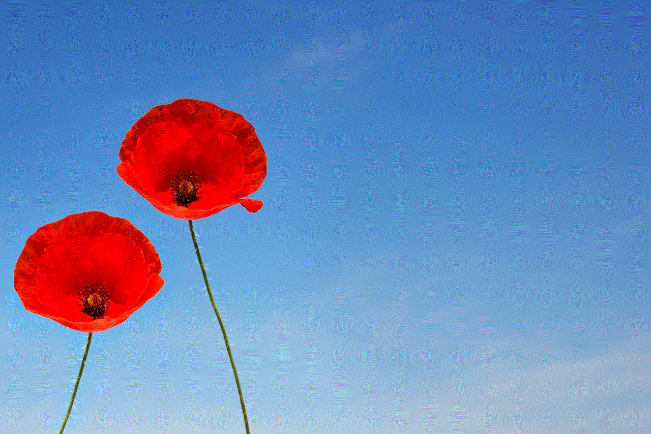 A Couple Of Poppy Flowers Poppy