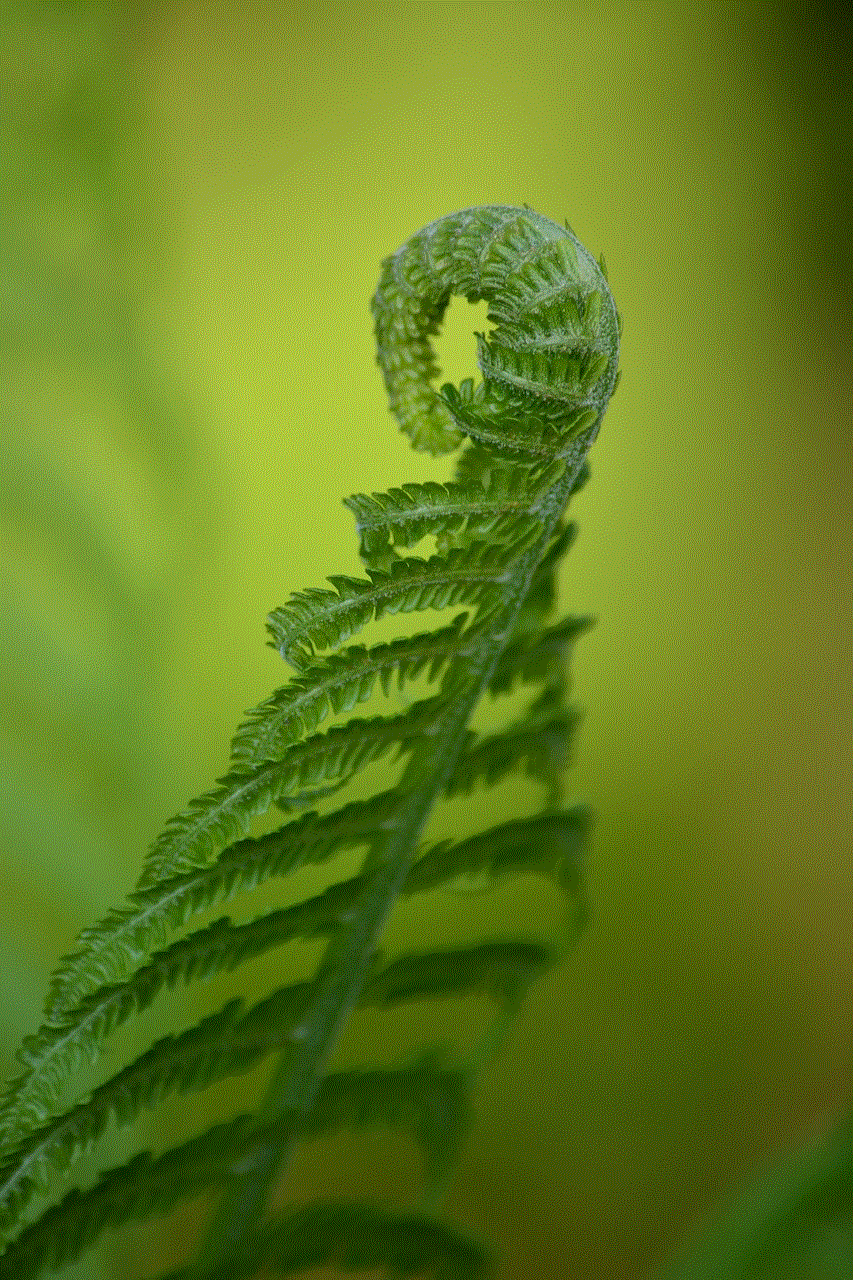 Sheet Fern