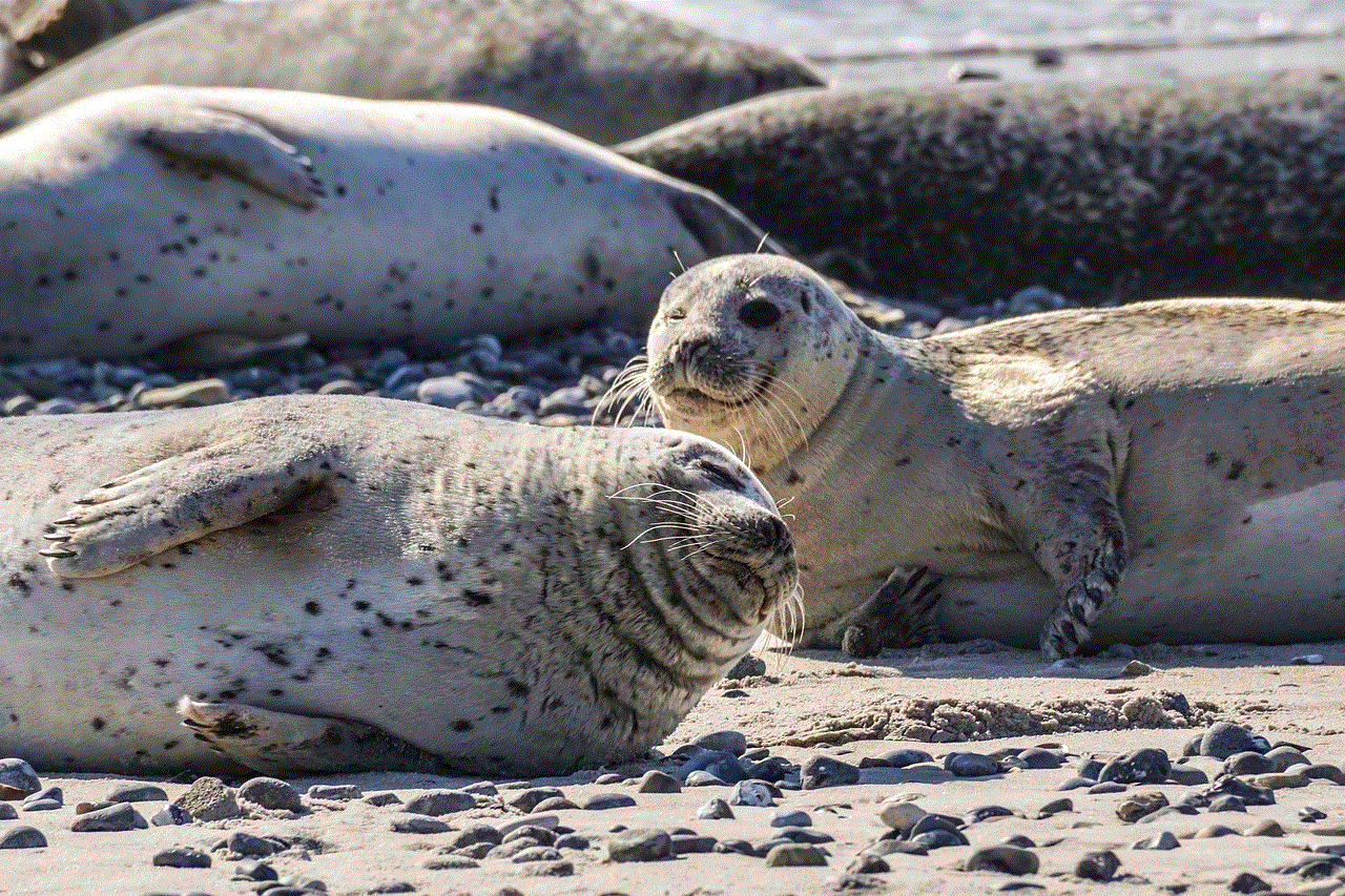 Seal Animal