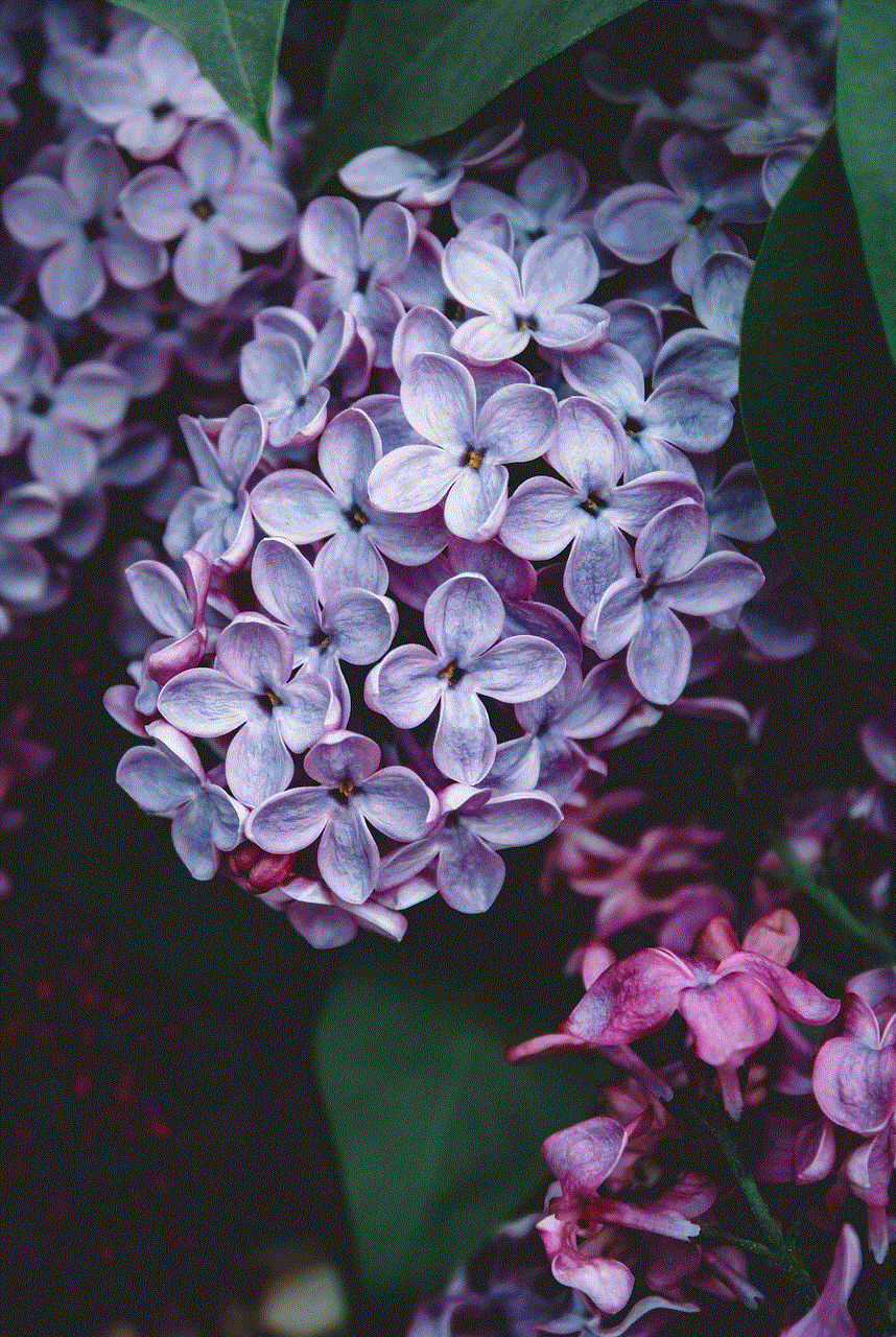 Lilac Beautiful Flowers