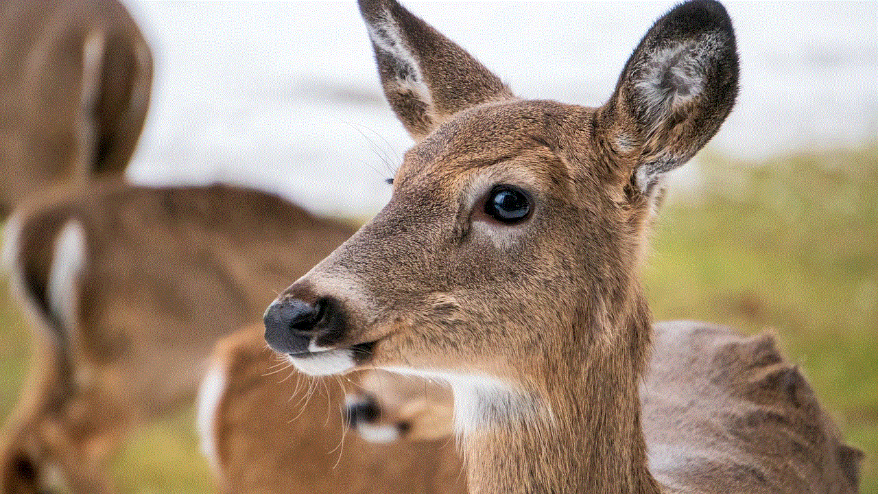 Deer Doe
