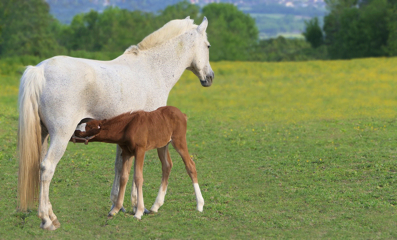 Foal Brown